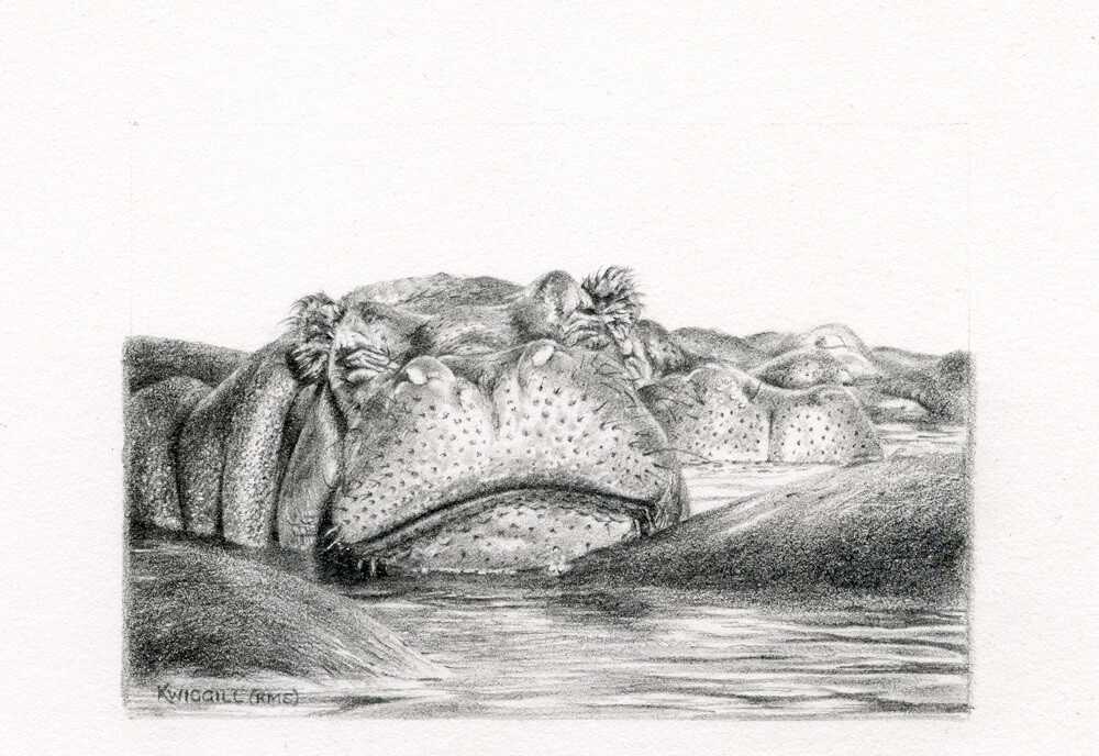 Karyn Wiggill Happy Hippo Store The Drawing Gallery