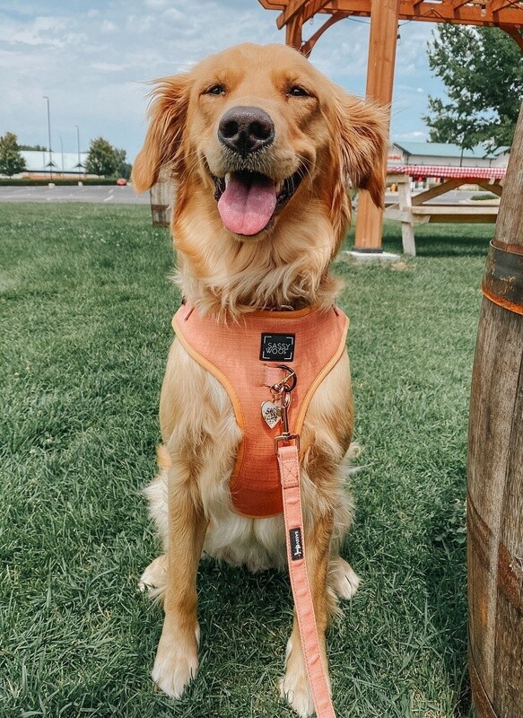 Dog Adjustable Harness- Apple Cider