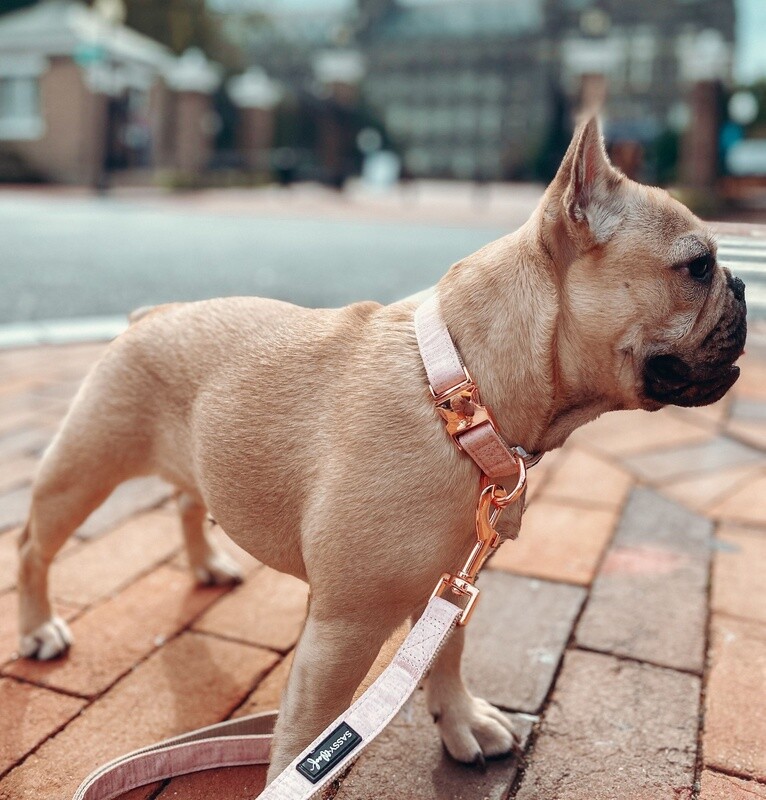 Dog Collar- Pinot