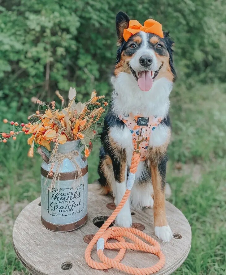 Dog Rope Leash- Clementine