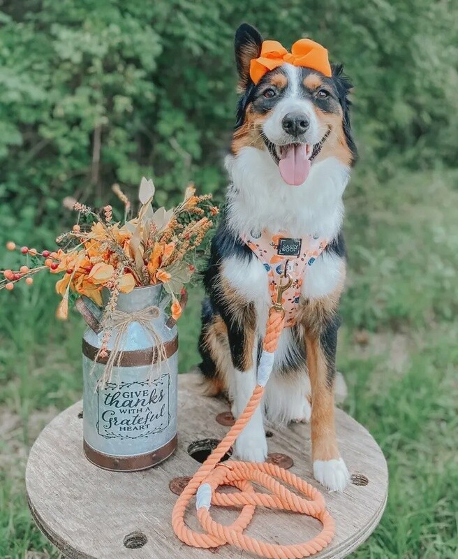 Dog Rope Leash- Clementine