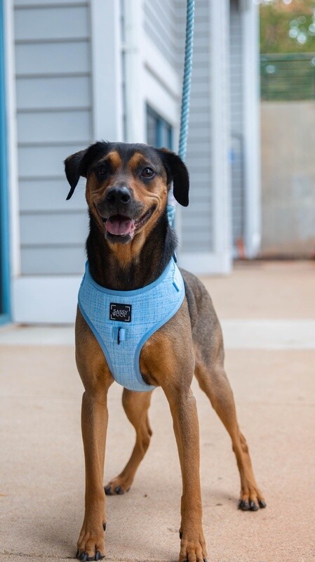 Dog Adjustable Harness- Blumond