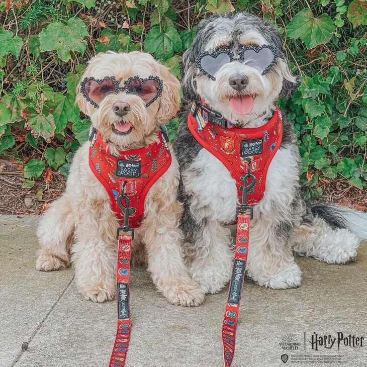 Harry Potter Dog Harness