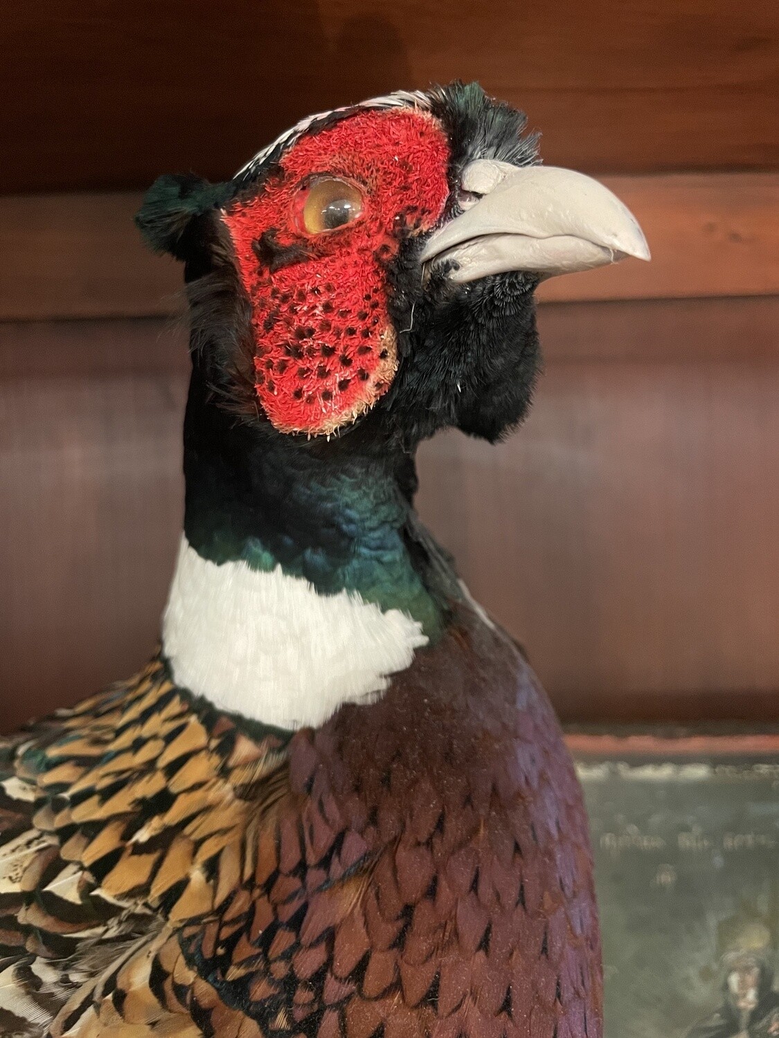 Mallard Duck Trophy Mount