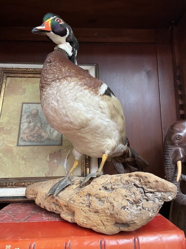 Wood Duck Trophy Mount