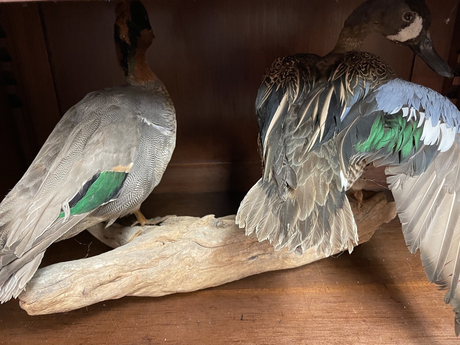 Pair of Ducks Trophy Mount
