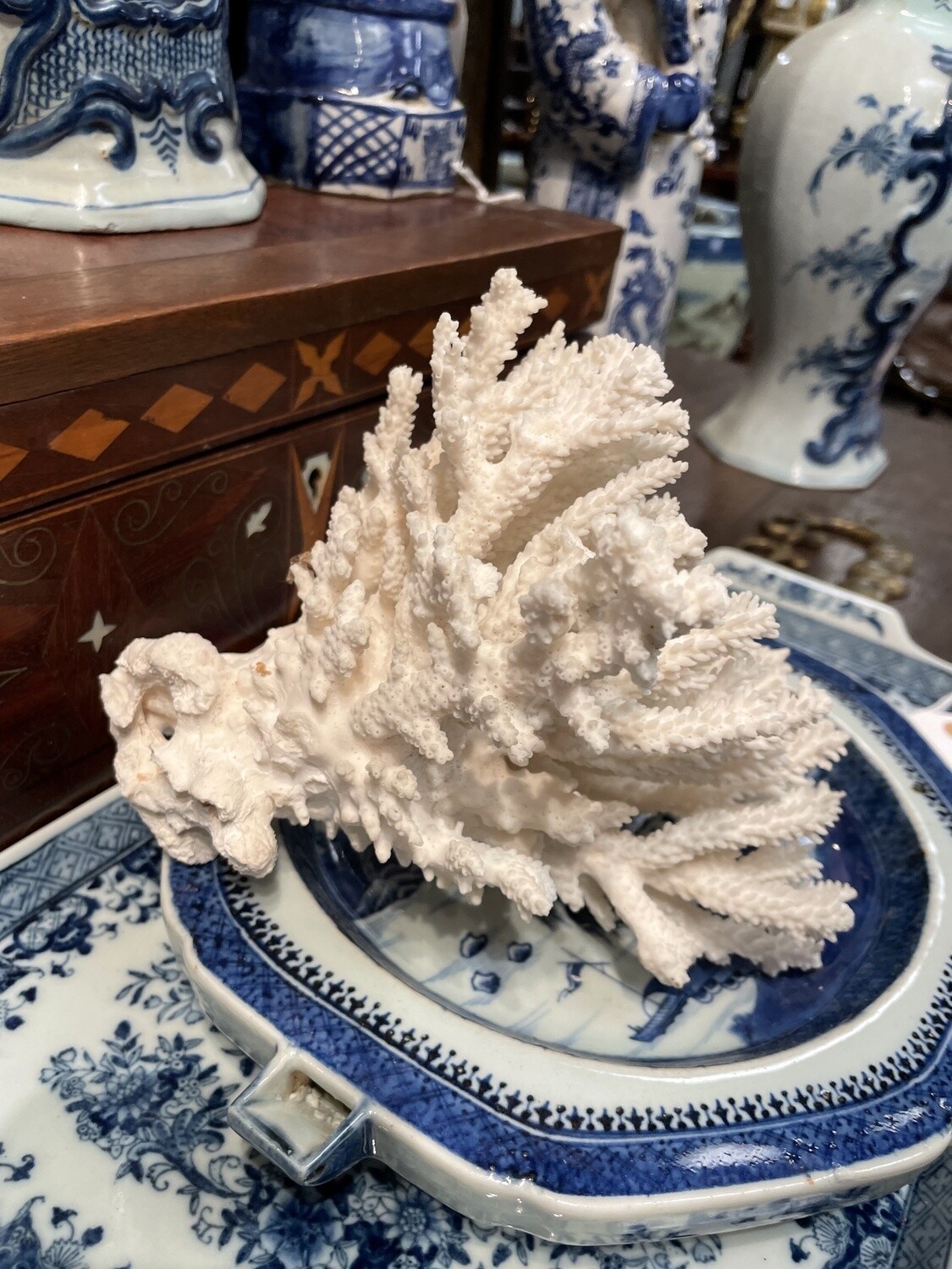 Coral in Flaring formation