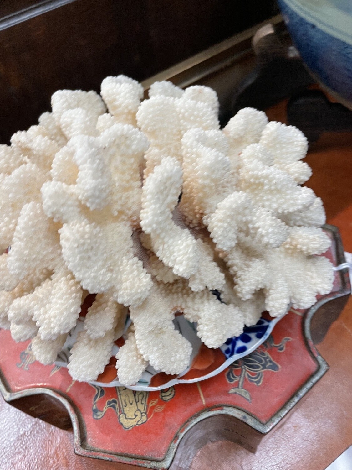 Coral in Cranial-like formation