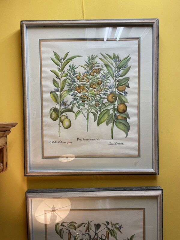 Pair of Botanical Prints