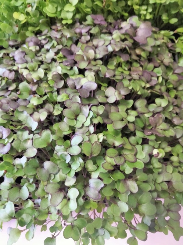 Microvegetais Vivos