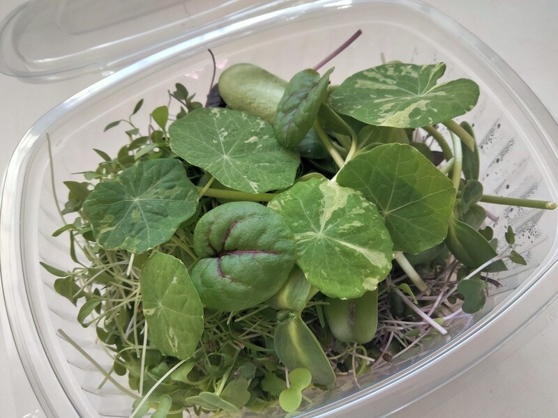 Microvegetais Colhidos e Embalados