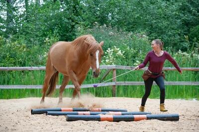 Kohdetyöskentely hevosen kanssa -verkkokurssi
