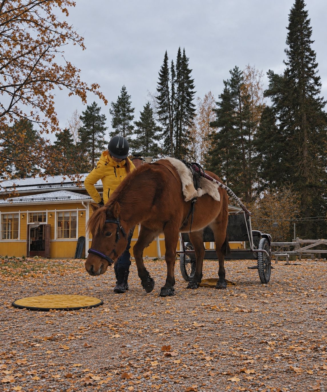 Kohdetyöskentely hevosen kanssa -webinaari ti 29.9.2026 klo 19–20.30
