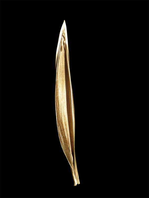 VIOLANTE