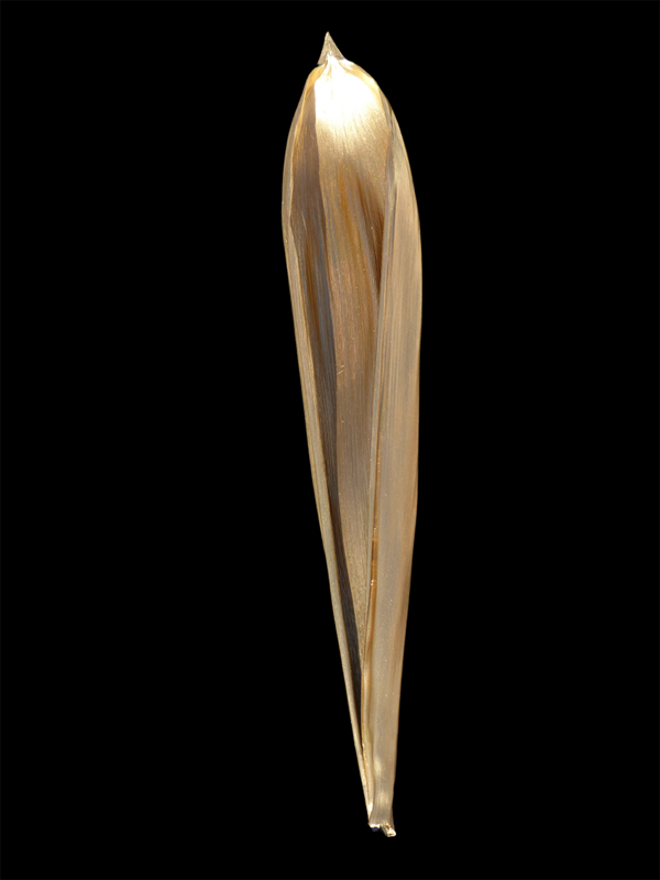 SABINAL