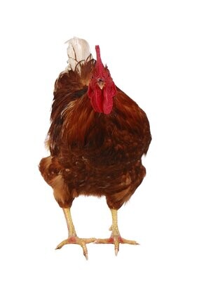 Pasture Raised Eggs