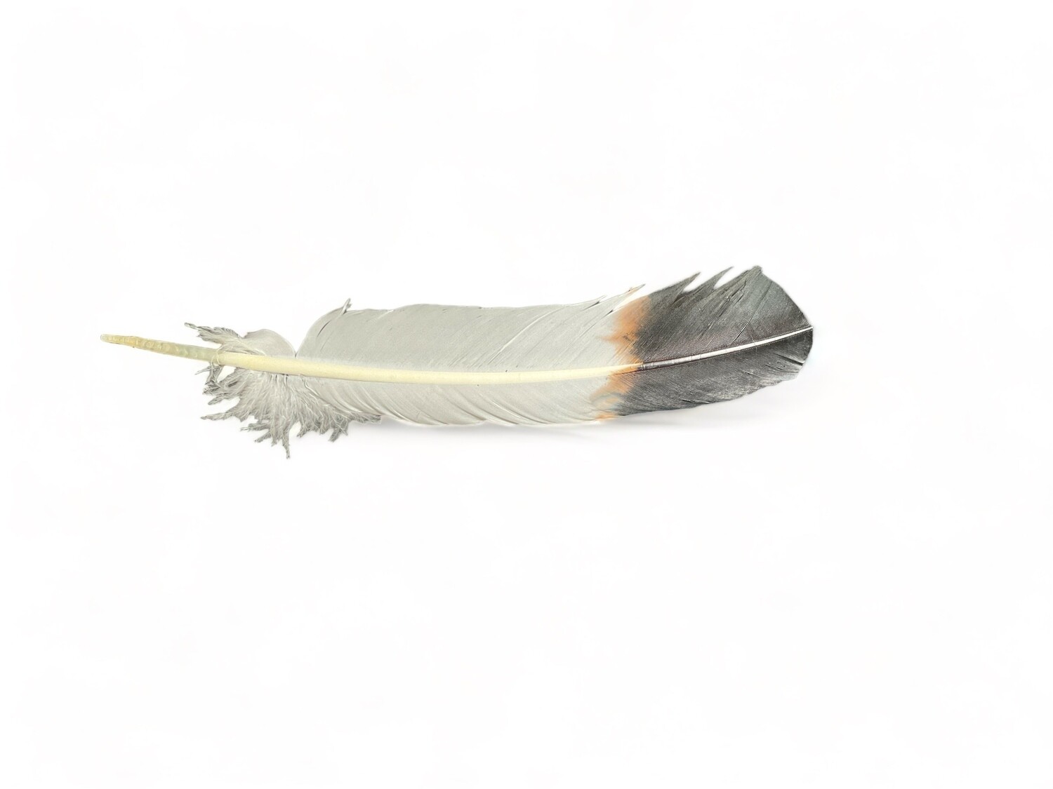Photo of a Smudging Eagle Faux Feather ten to twelve inches long. The image shows an authentic-looking faux eagle feather with a realistic appearance. It is used to direct smoke during smudging ceremonies for spiritual cleansing. Ideal for enhancing spiritual practices, this feather mimics the natural elegance of an eagle feather and is used in various rituals and ceremonies