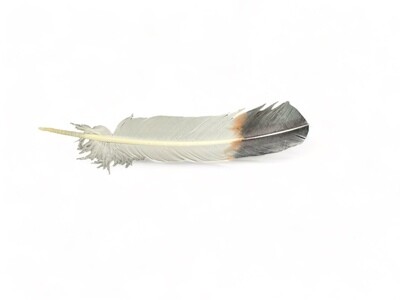 SMUDGING EAGLE FAUX FEATHER 10-12"