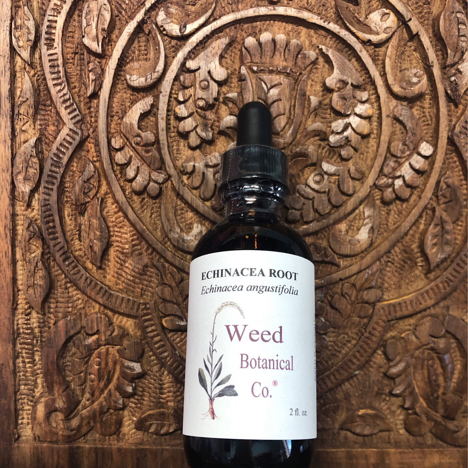 Echinacea Root