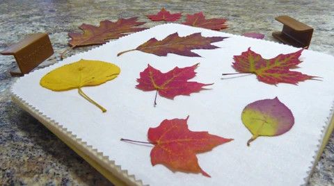 Leaf Press Preserve