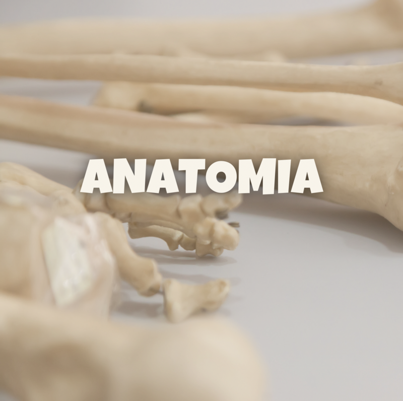ANATOMIA