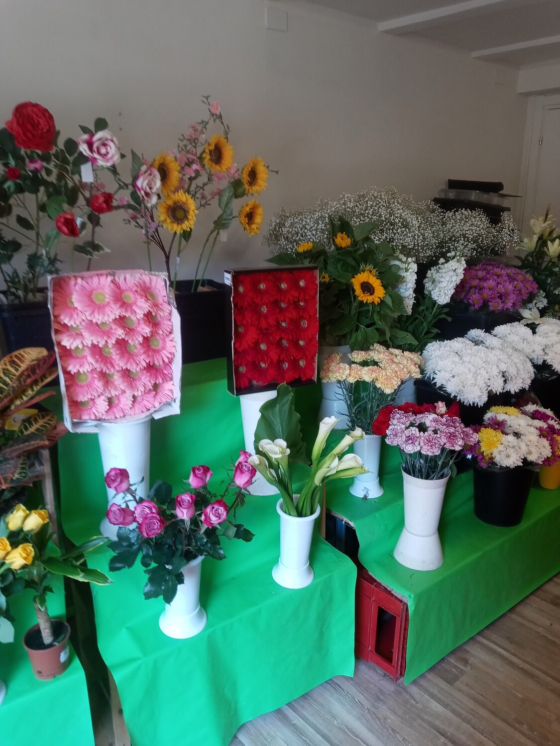 Fiori e piante