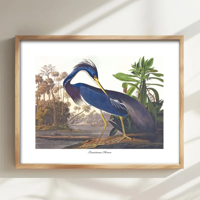 Blue Heron Art - Audubon Bird- 50×70 cm poster/plakat