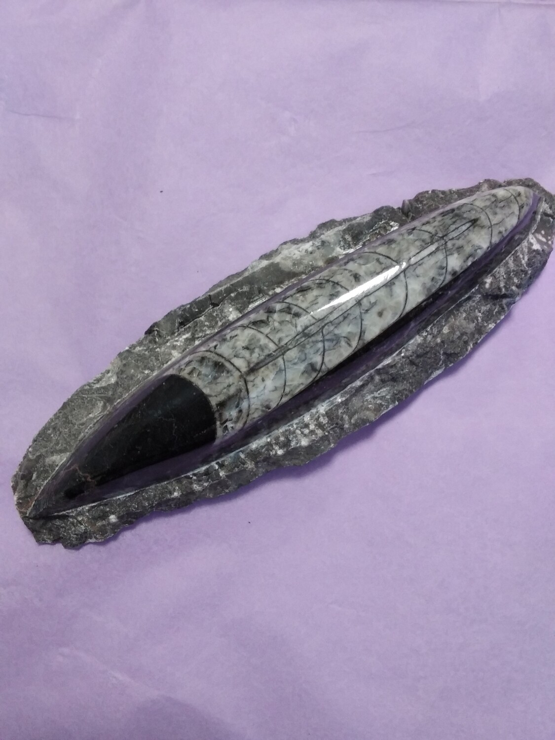 Orthoceras