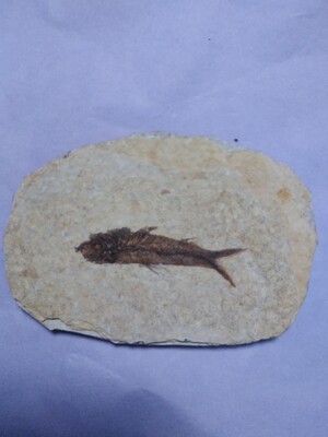 Knightia fossilised fish (genuine)