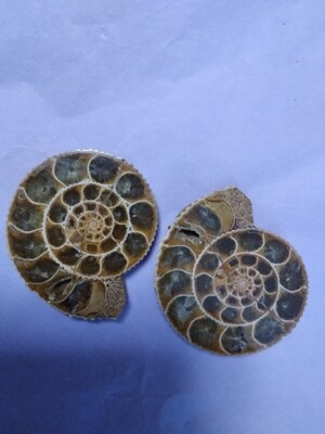 Pair of polished ammonite fossils