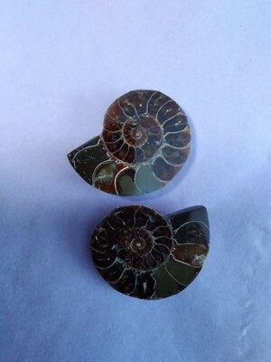 Pair of ammonite fossils (jewellery grade)