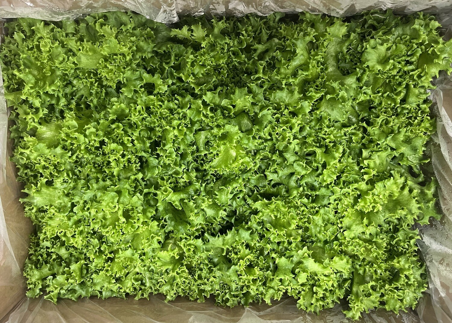 Crispy Green Leaf