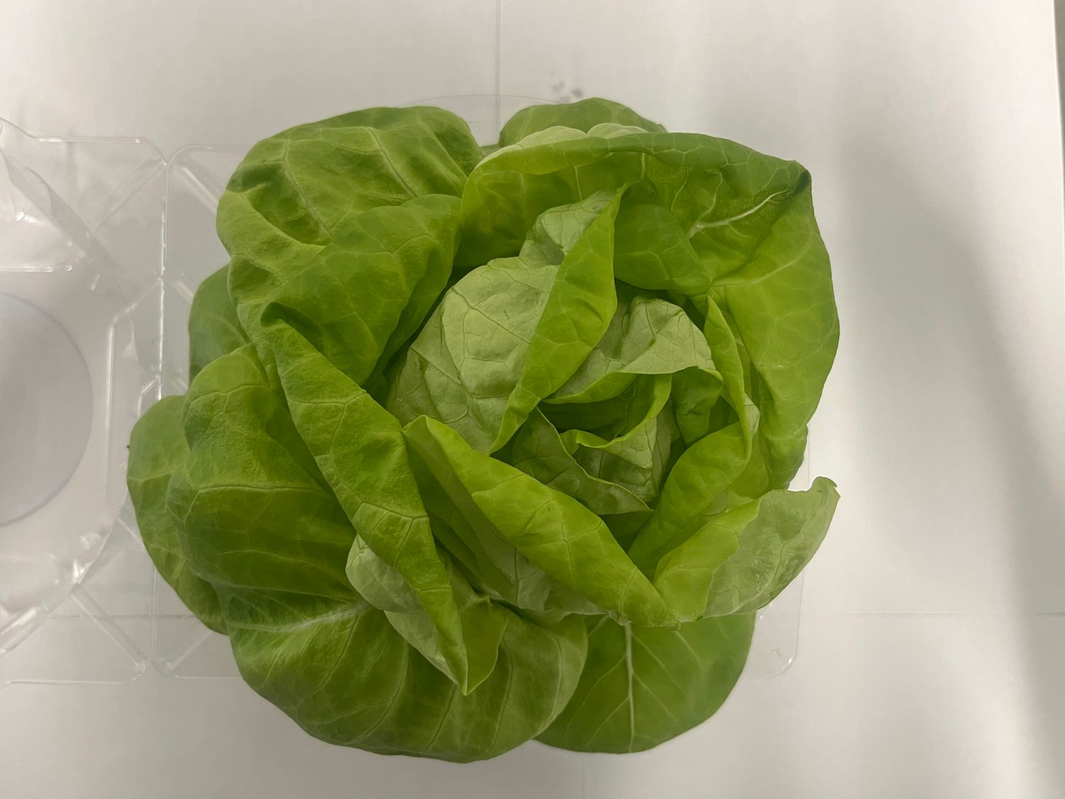 Clamshell double butter