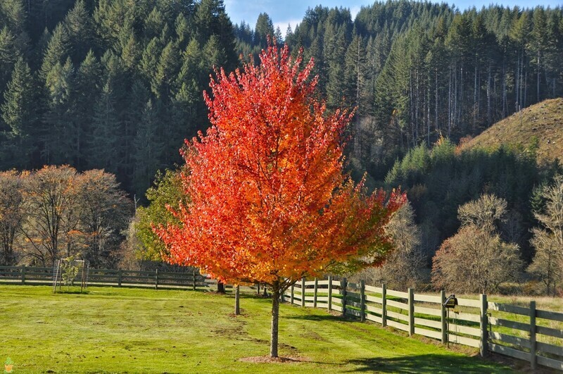 Tree Trimming
