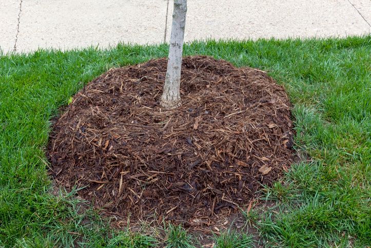 Tree Mulching