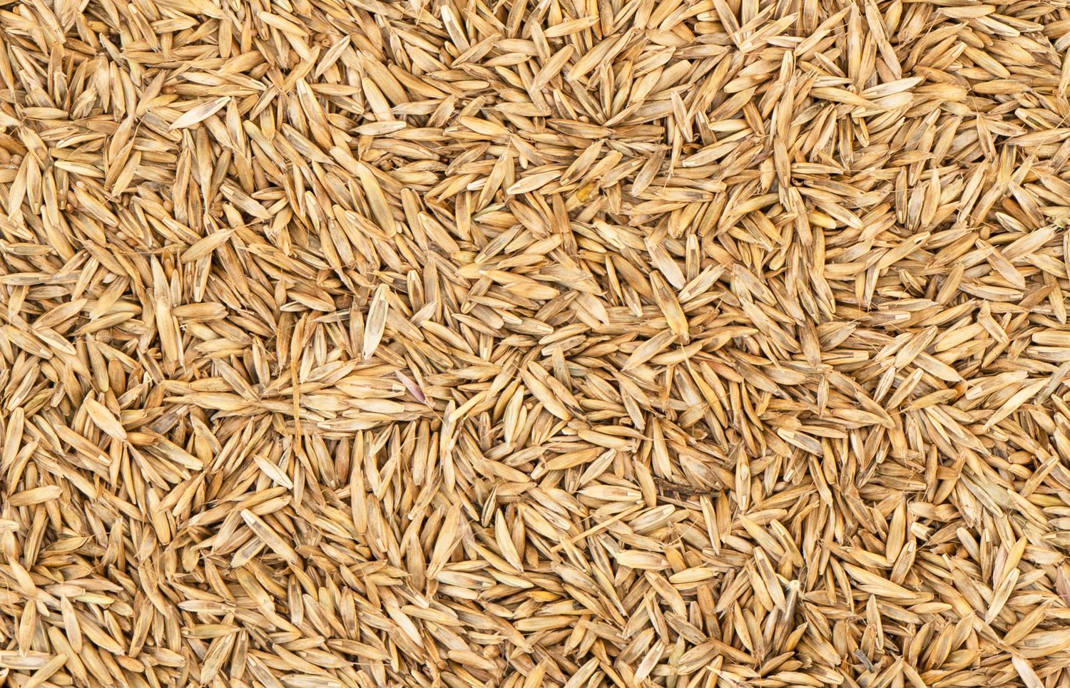 Grass Seed - 5lb Bag