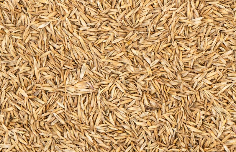 Grass Seed - 5lb Bag