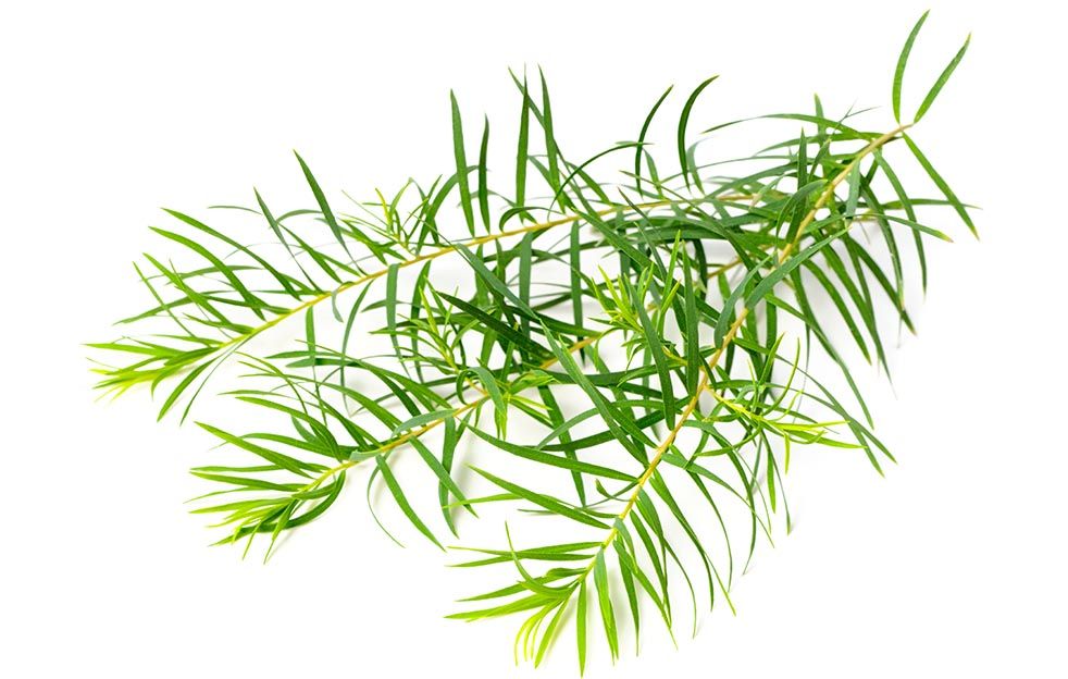 Tea Tree Etherische olie 10 ml