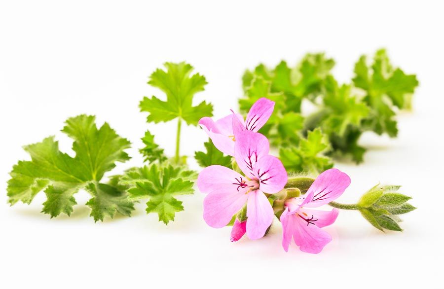 Geranium Etherische olie 10 ml