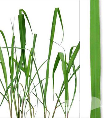 Citronella, Etherishce Olie
