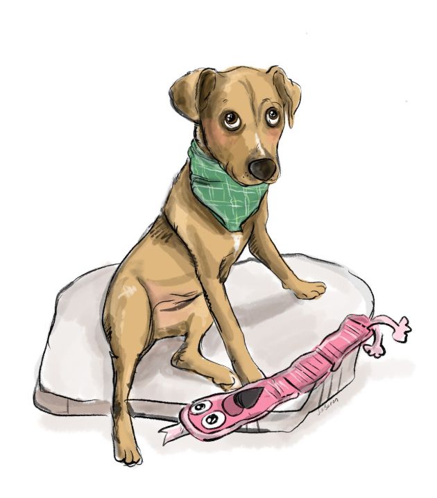Single Pet illustration