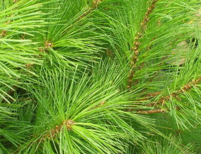 SJ PINE FORTE