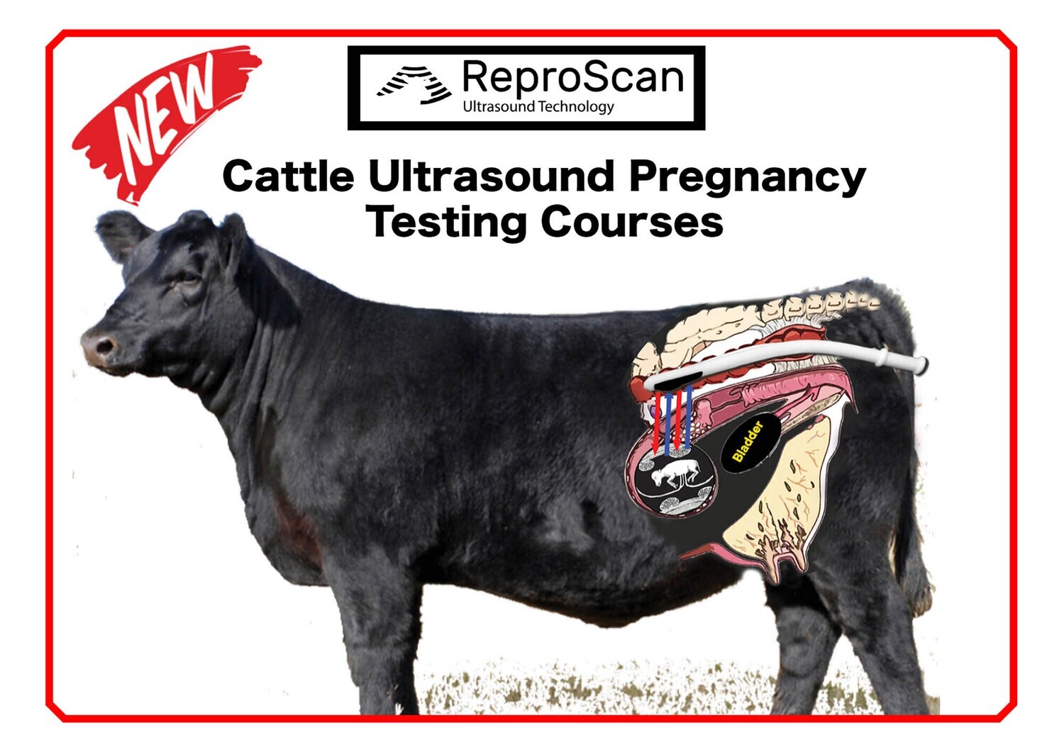 REPROSCAN ONLINE CATTLE ULTRASOUND PREGNANCY TESTING COURSE