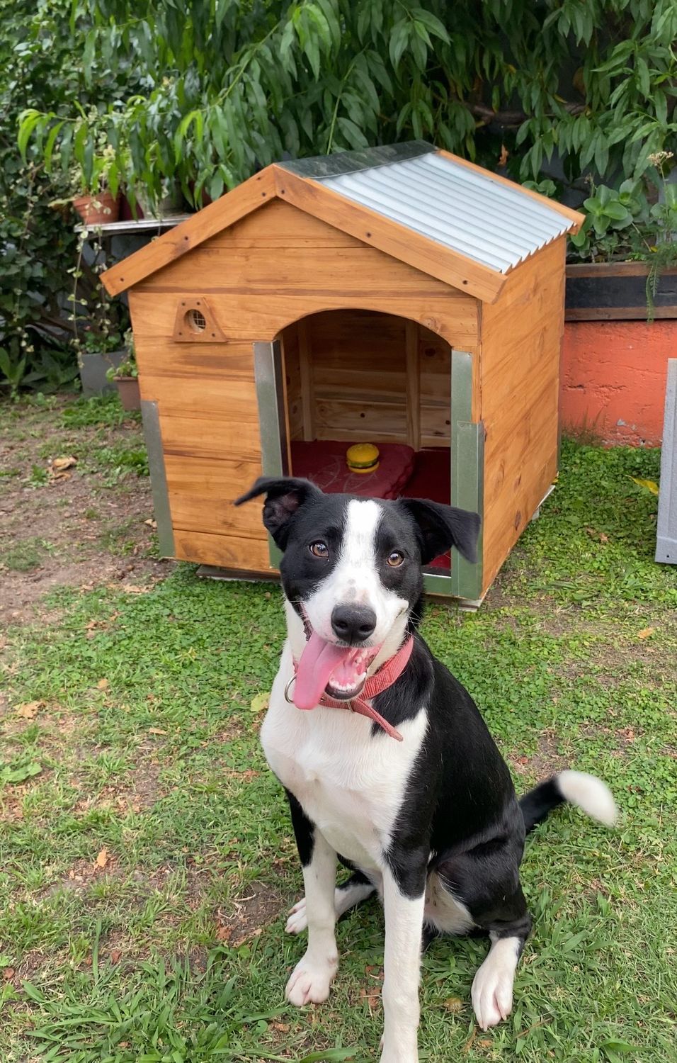 CUCHITA / CASITA PARA PERRO MEDIANO