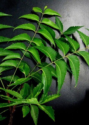 Charcoal Neem