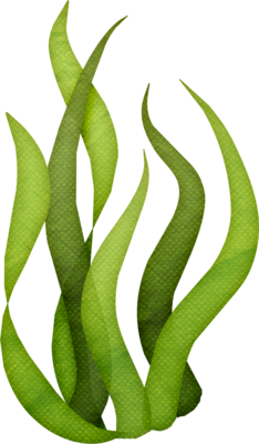 BLUE FARM | kalindra.it. 100% natural Macrocystis Pyrifera algae. External use