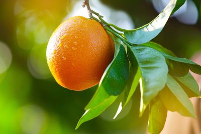 Citrus fruits