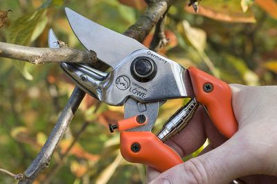 Orchard scissors