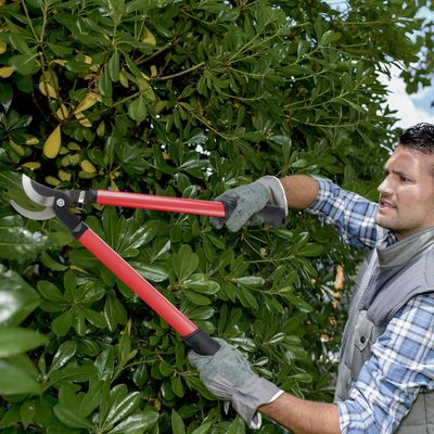 Cut branches