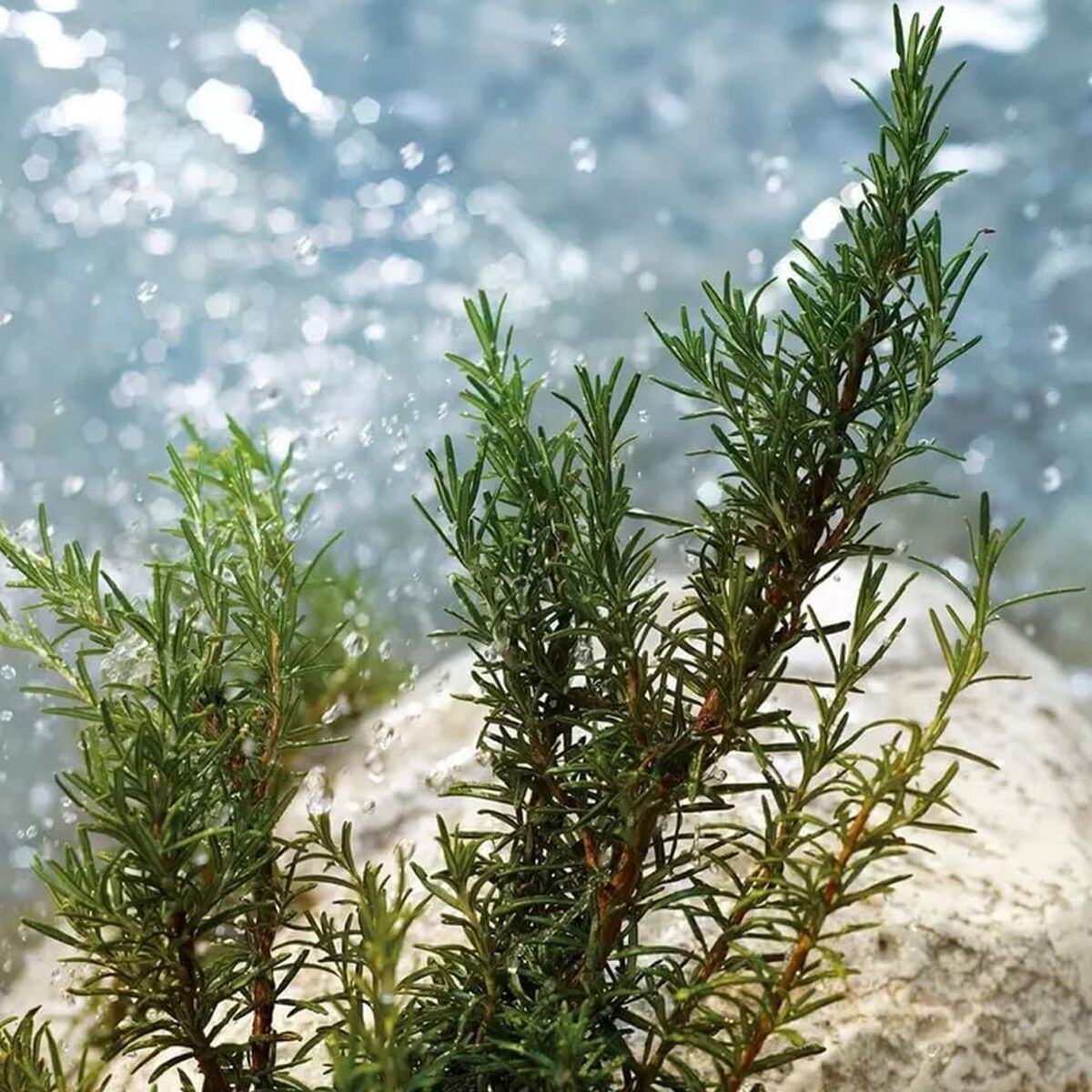 KALINDRA | BB. Men&#39;s Perfume D&amp;G LIGHT BLUE POUR HOMME EDT 200 ml